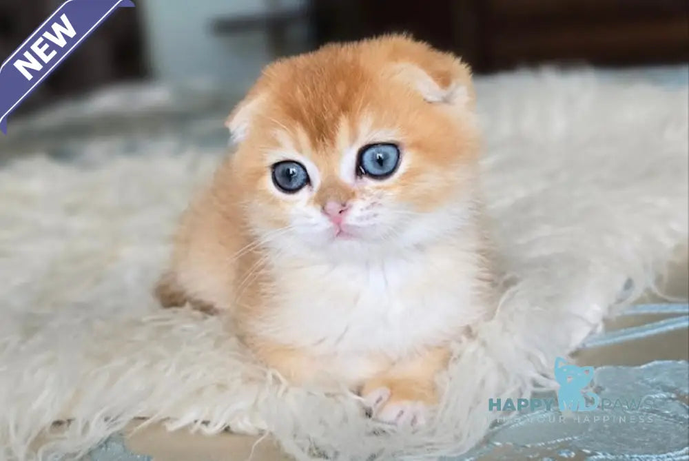 Archik Scottish Fold male black golden chinchilla live animals