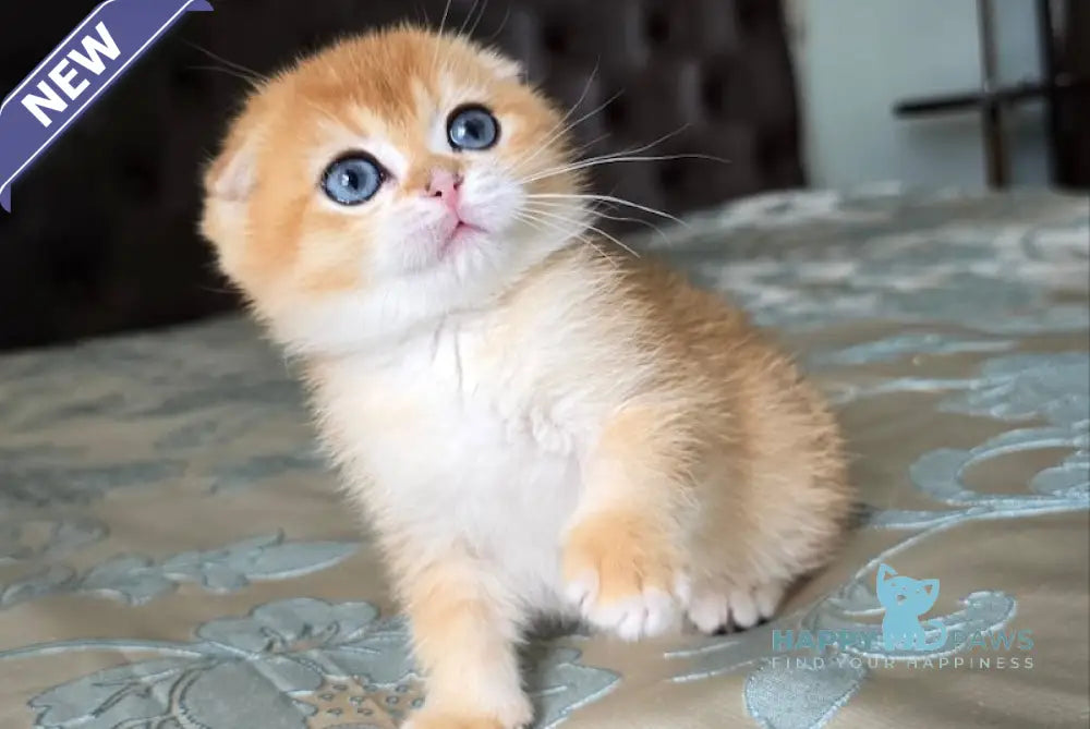 Archik Scottish Fold male black golden chinchilla live animals