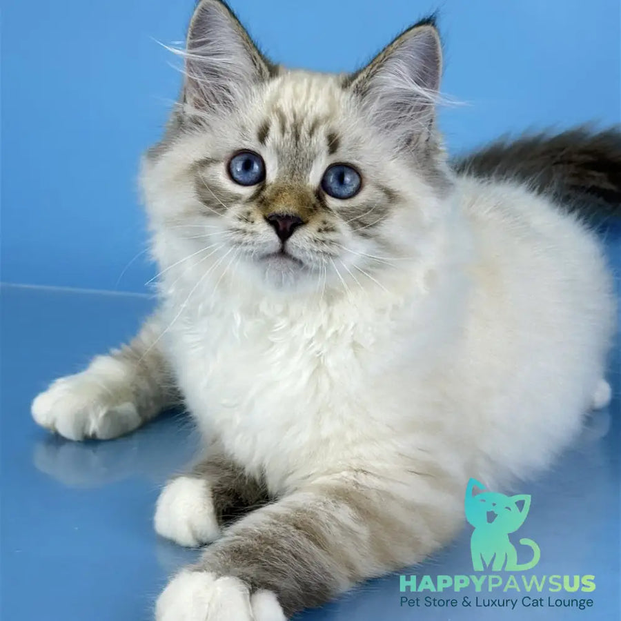Arctic Siberian male black tabby pointed bicolour - live animals