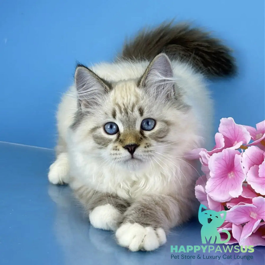 Arctic Siberian male black tabby pointed bicolour - live animals