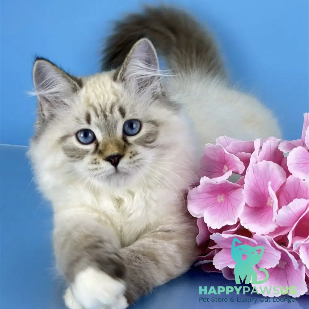 Arctic Siberian male black tabby pointed bicolour - live animals