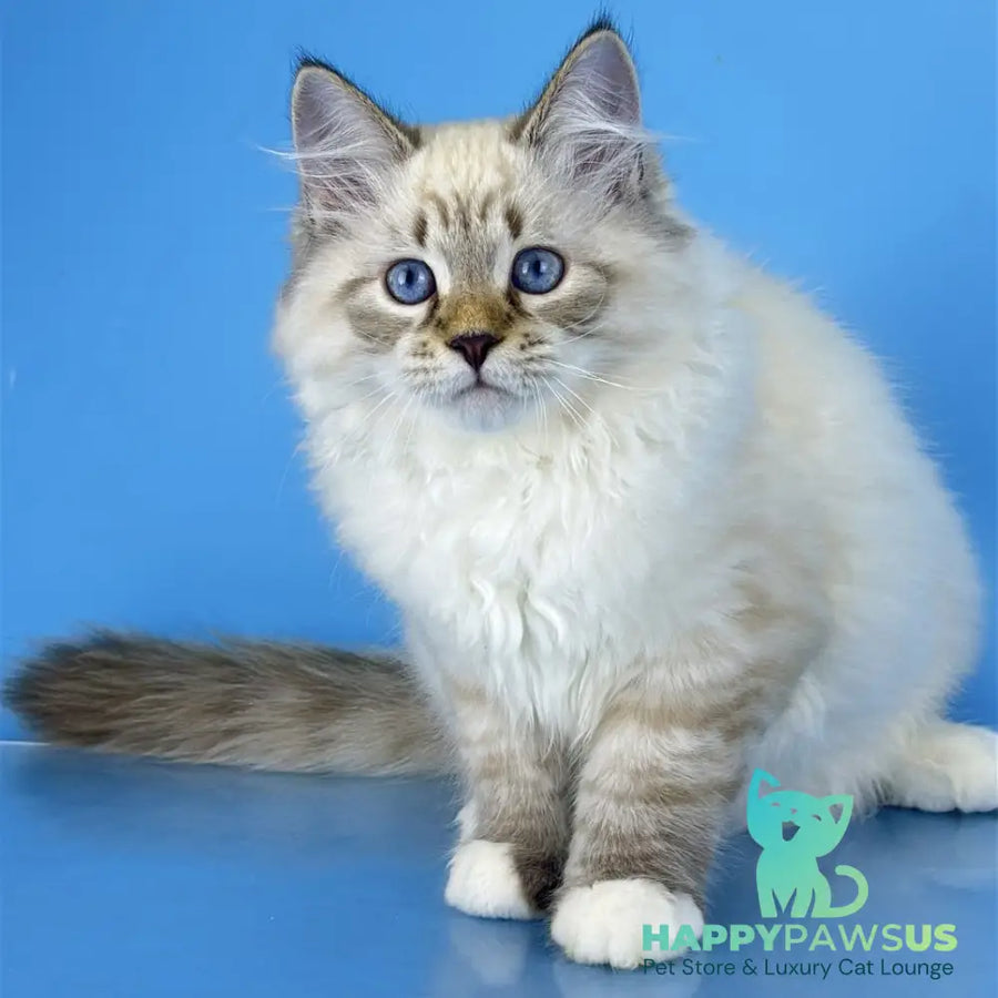 Arctic Siberian male black tabby pointed bicolour - live animals