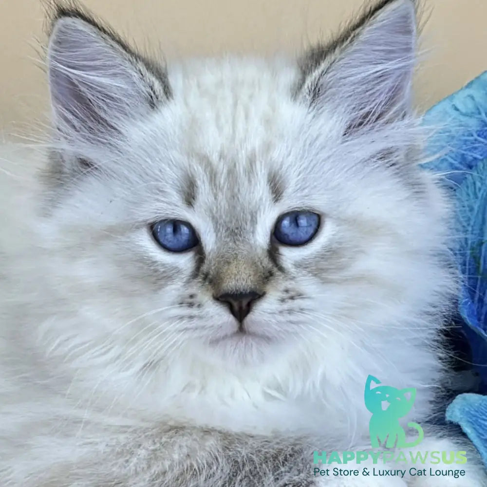Arctic Siberian male seal tabby pointed with white - live animals