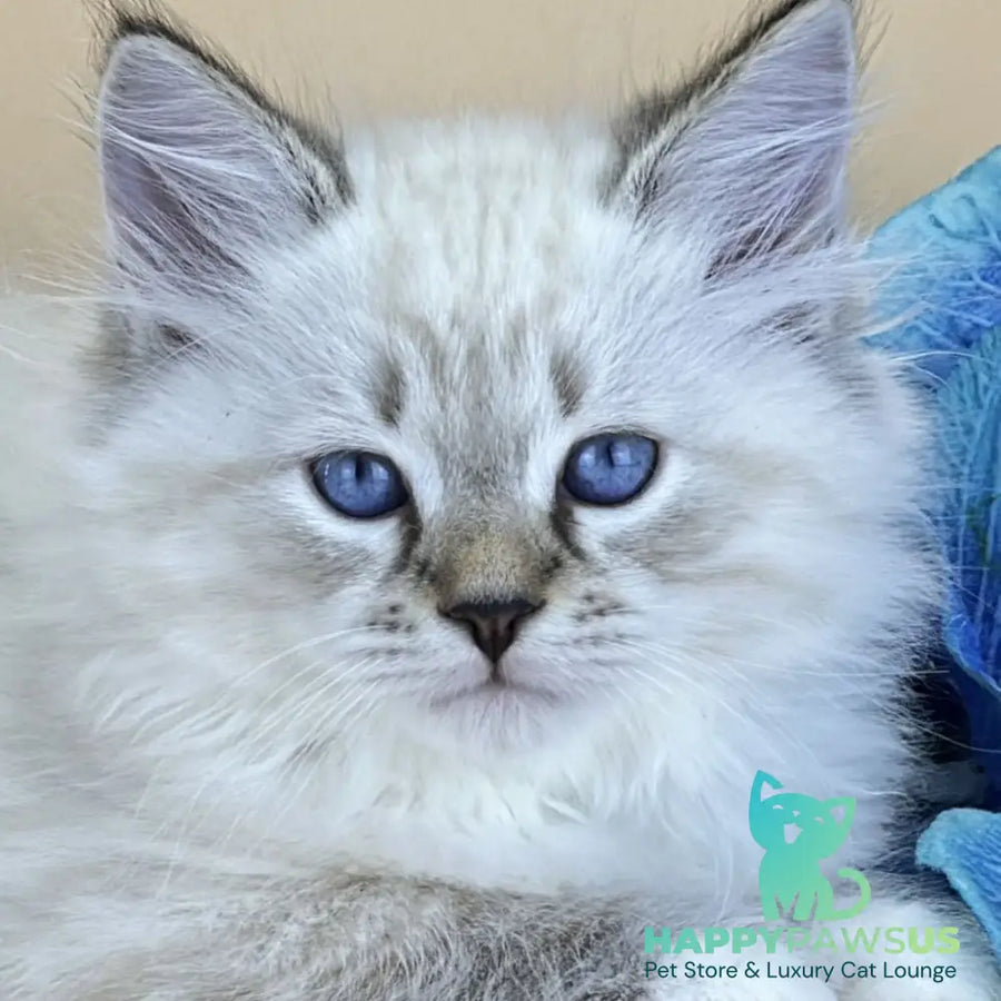 Arctic Siberian male seal tabby pointed with white - live animals