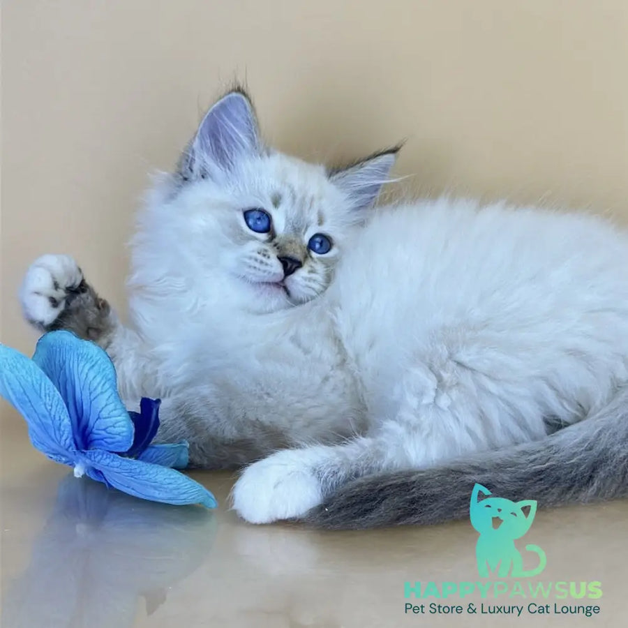 Arctic Siberian male seal tabby pointed with white - live animals