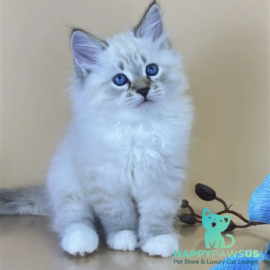 Arctic Siberian male seal tabby pointed with white - live animals