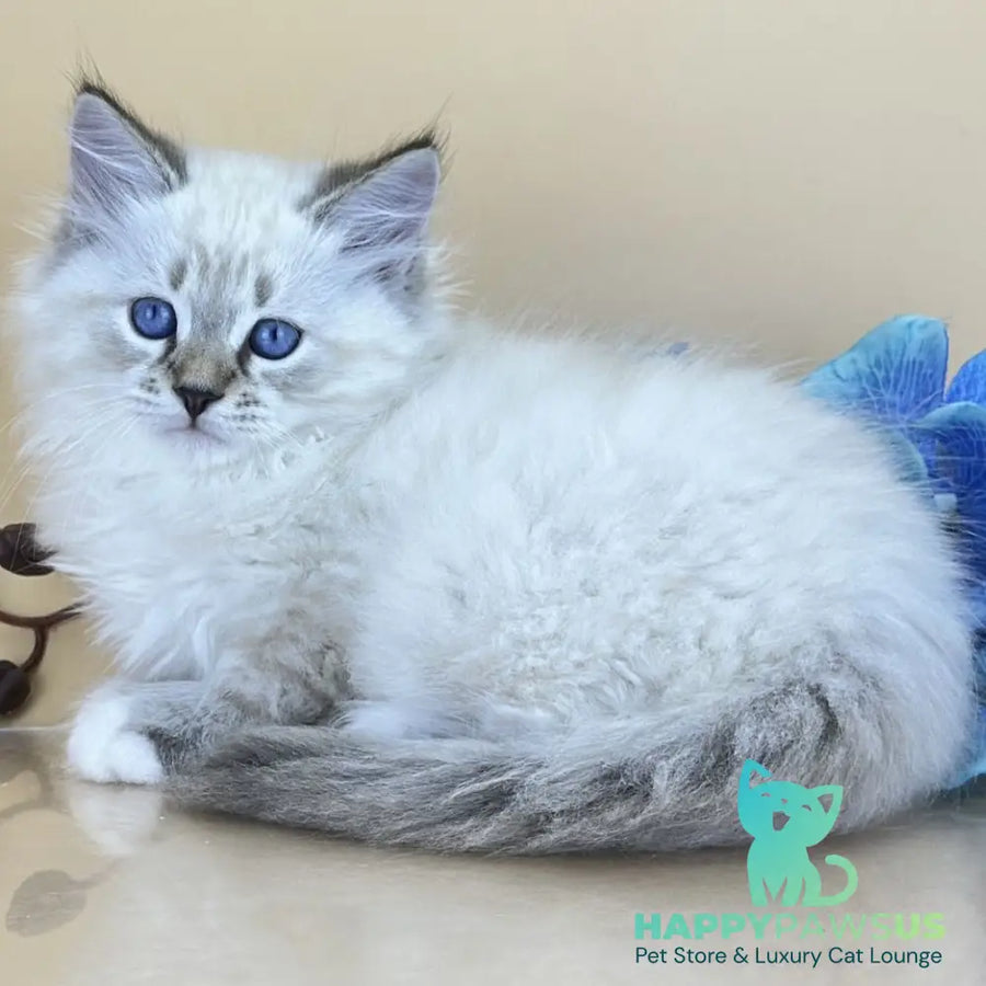 Arctic Siberian male seal tabby pointed with white - live animals