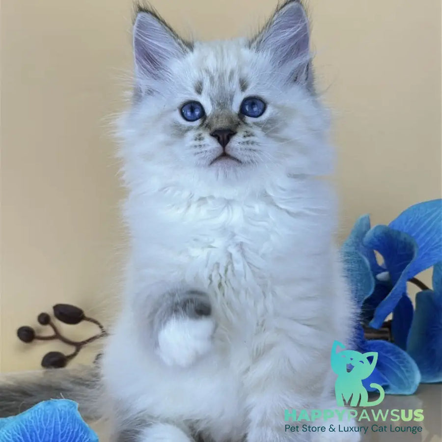 Arctic Siberian male seal tabby pointed with white - live animals