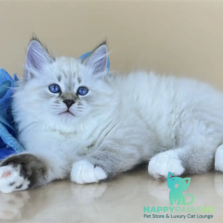 Arctic Siberian male seal tabby pointed with white - live animals