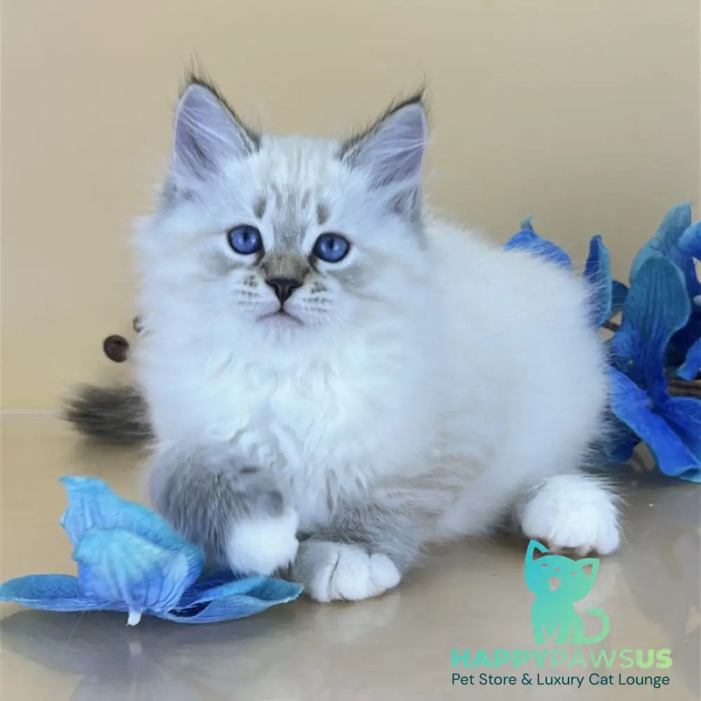 Arctic Siberian male seal tabby pointed with white - live animals