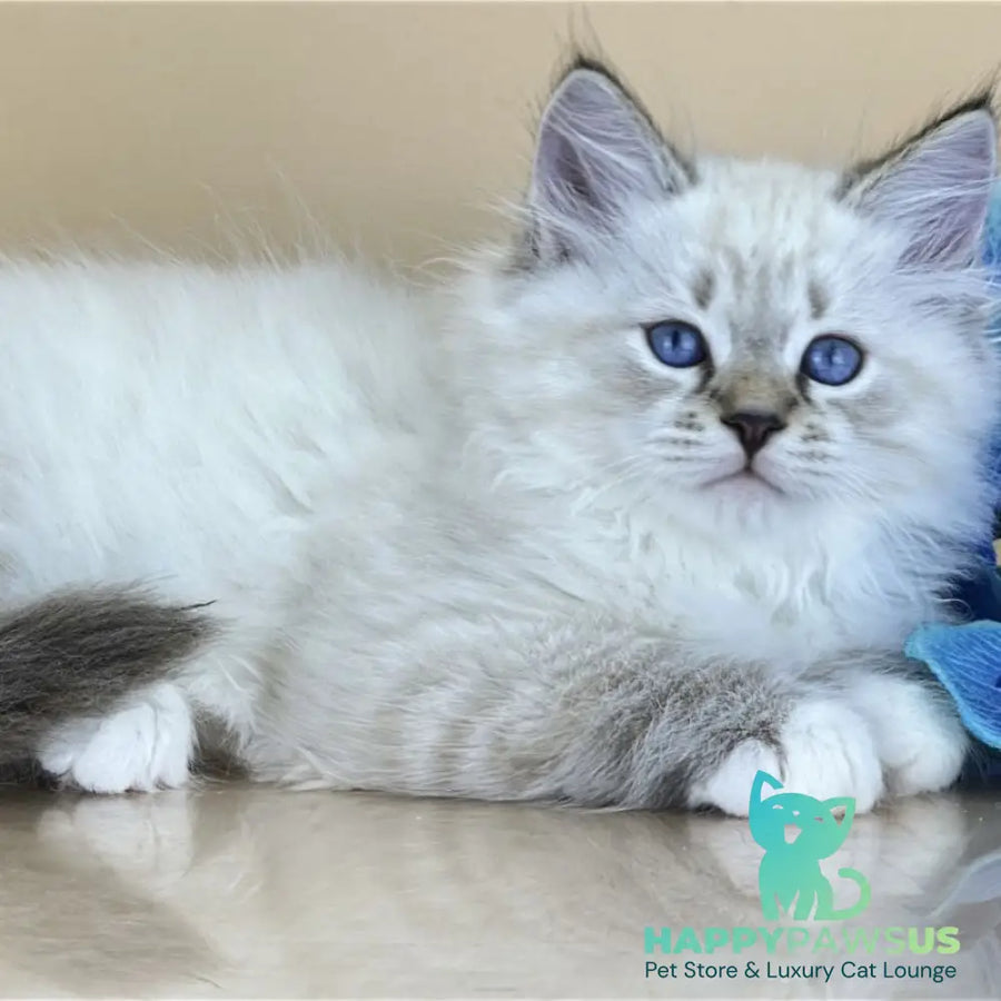 Arctic Siberian male seal tabby pointed with white - live animals