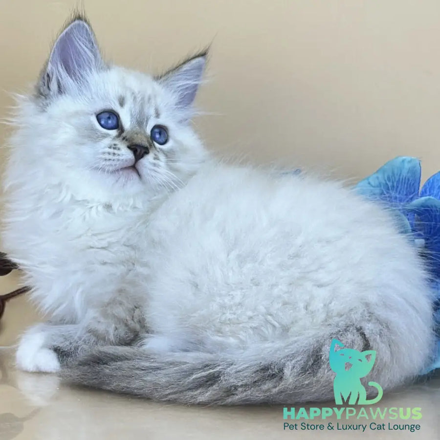 Arctic Siberian male seal tabby pointed with white - live animals