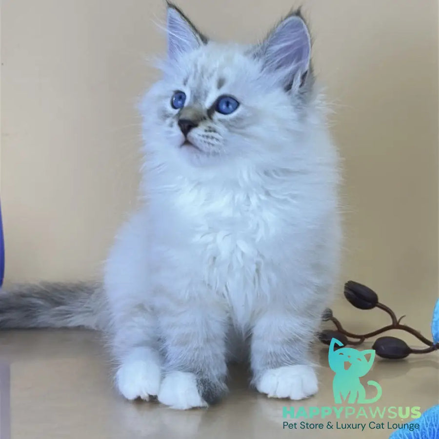 Arctic Siberian male seal tabby pointed with white - live animals