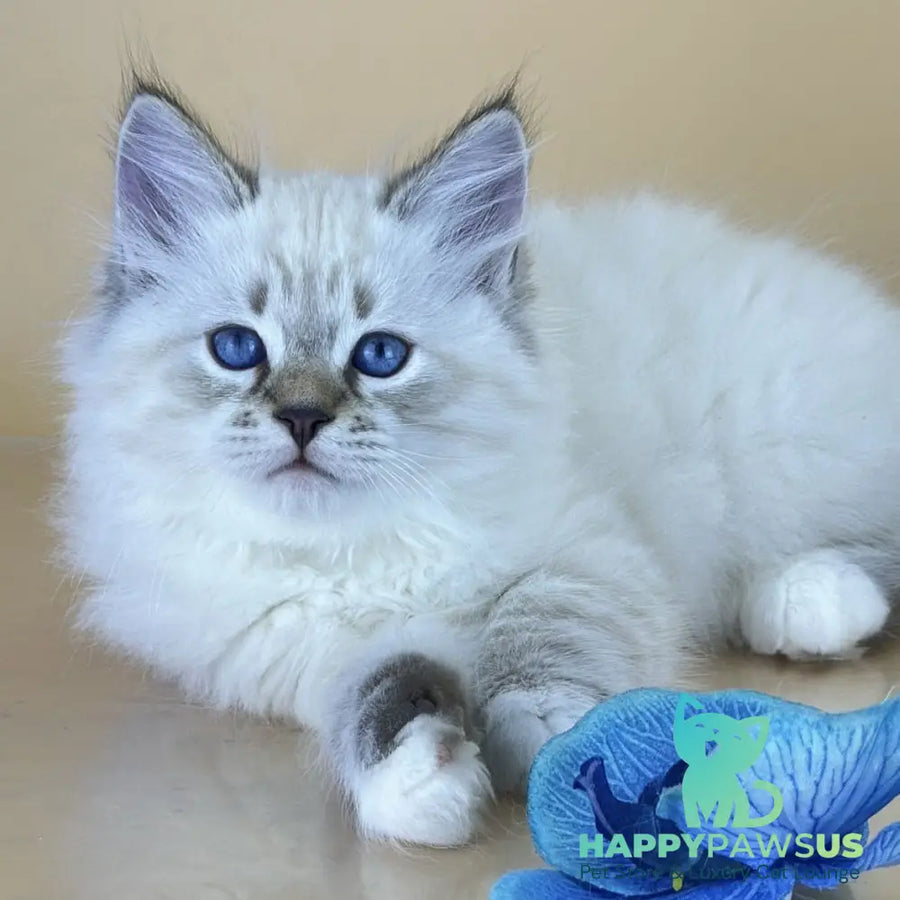 Arctic Siberian male seal tabby pointed with white - live animals