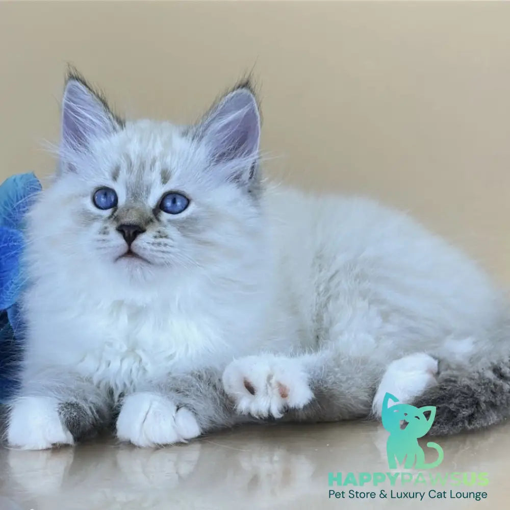 Arctic Siberian male seal tabby pointed with white - live animals