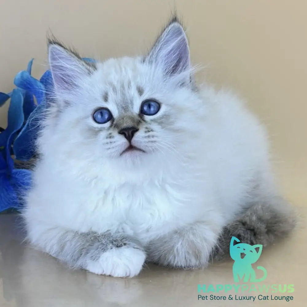 Arctic Siberian male seal tabby pointed with white - live animals