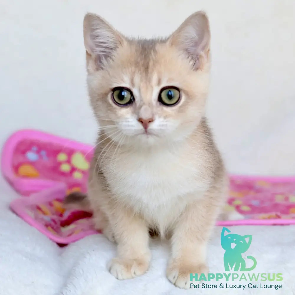 Area British Shorthair female blue golden chinchilla - live animals