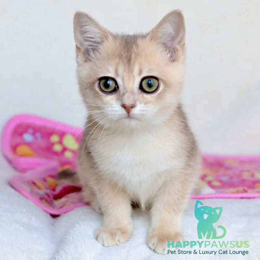 Area British Shorthair female blue golden chinchilla - live animals