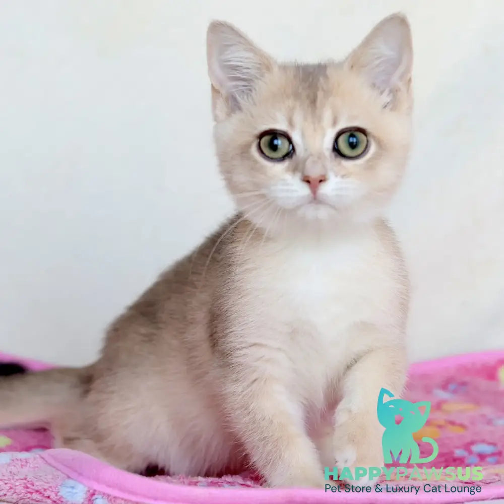 Area British Shorthair female blue golden chinchilla - live animals