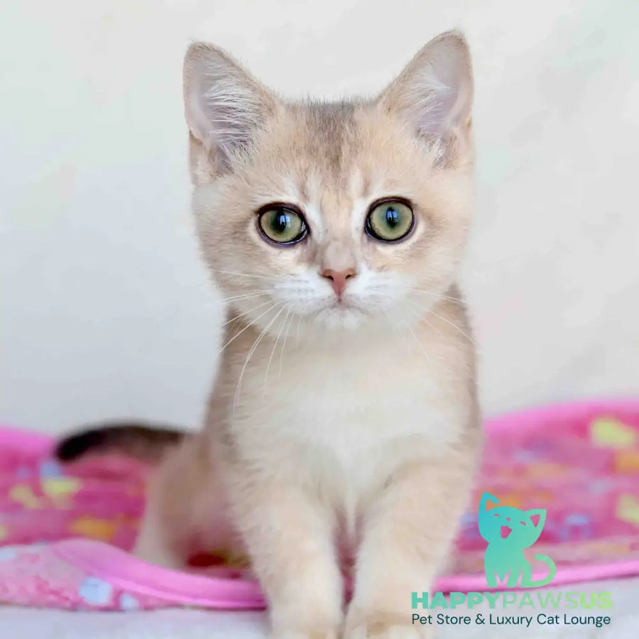 Area British Shorthair female blue golden chinchilla - live animals