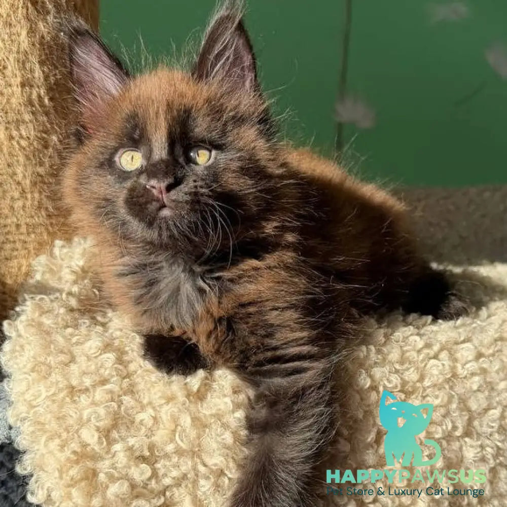 Arehie Maine Coon male black with white - live animals