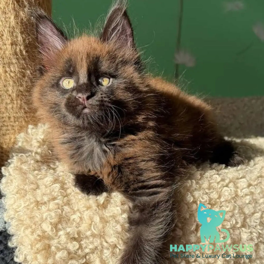 Arehie Maine Coon male black with white - live animals