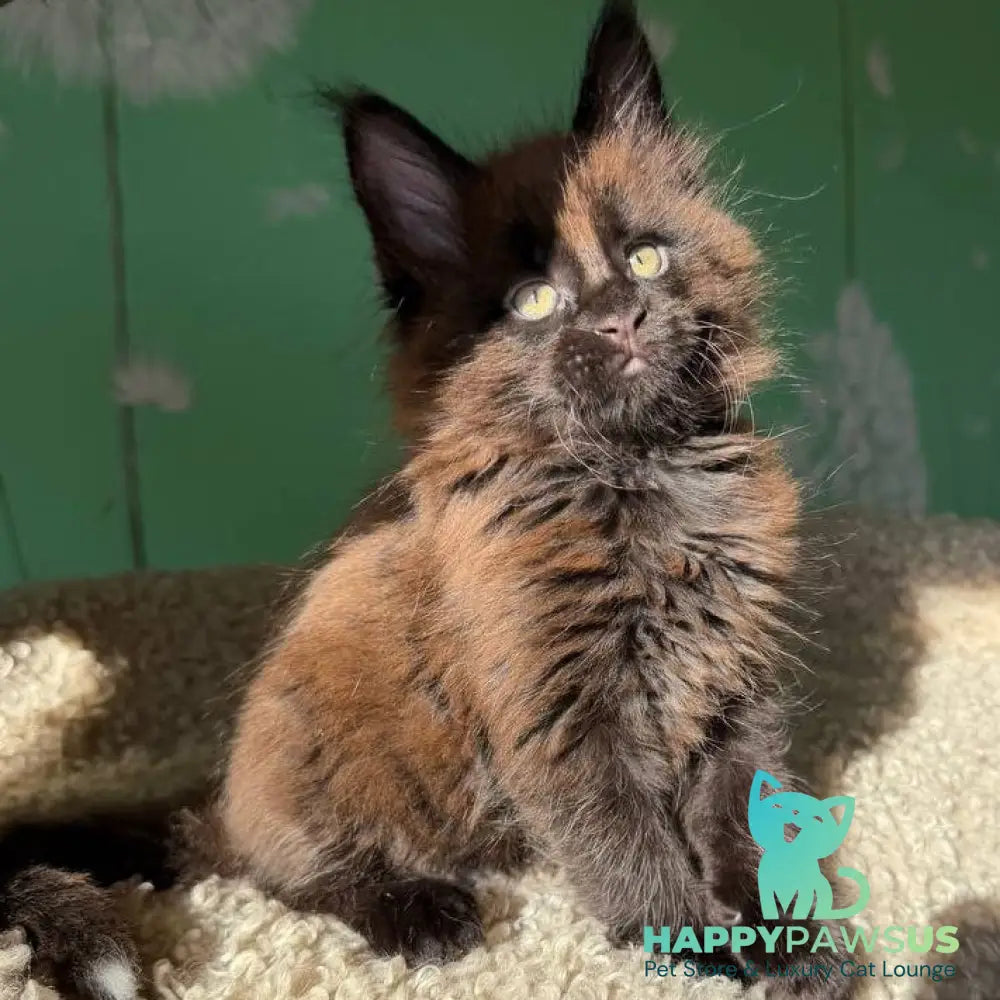 Arehie Maine Coon male black with white - live animals
