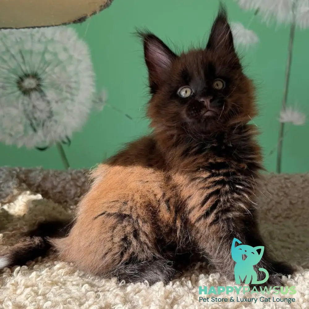 Arehie Maine Coon male black with white - live animals