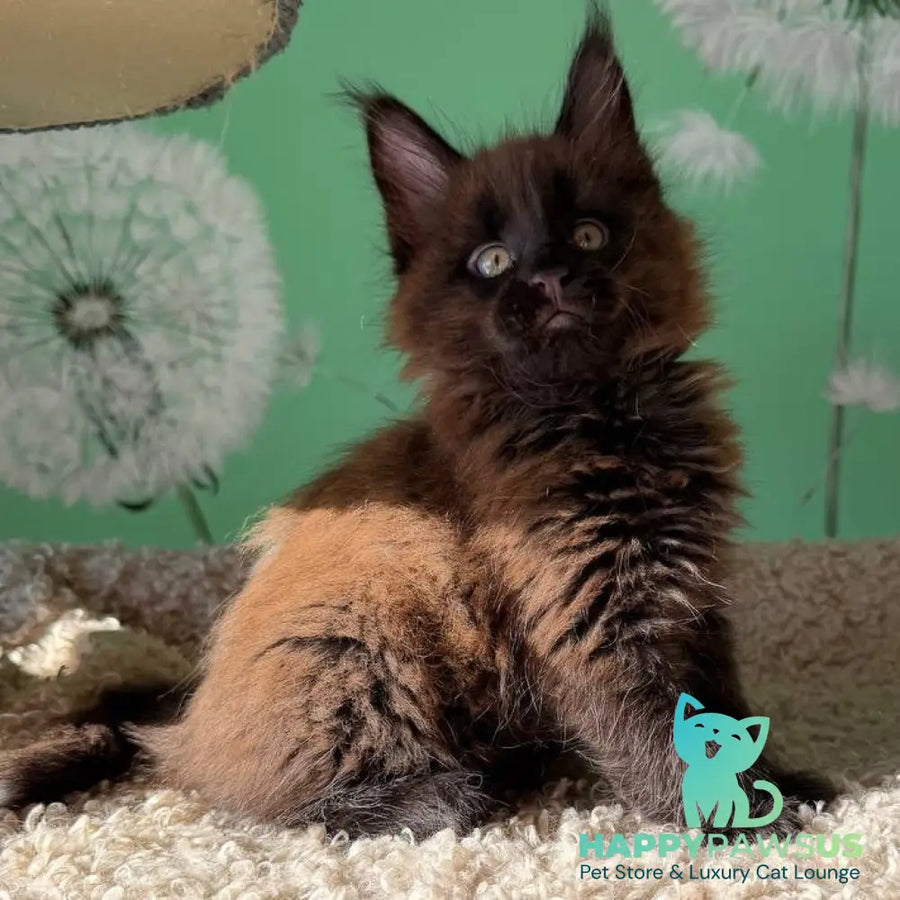 Arehie Maine Coon male black with white - live animals