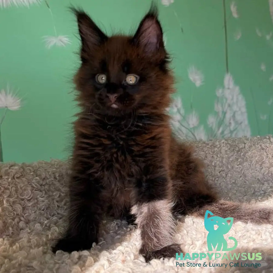 Arehie Maine Coon male black with white - live animals