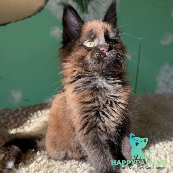 Arehie Maine Coon male black with white - live animals
