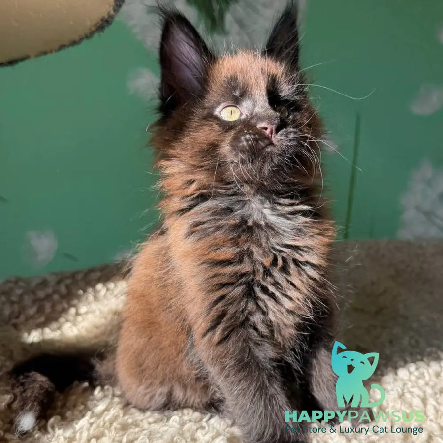 Arehie Maine Coon male black with white - live animals