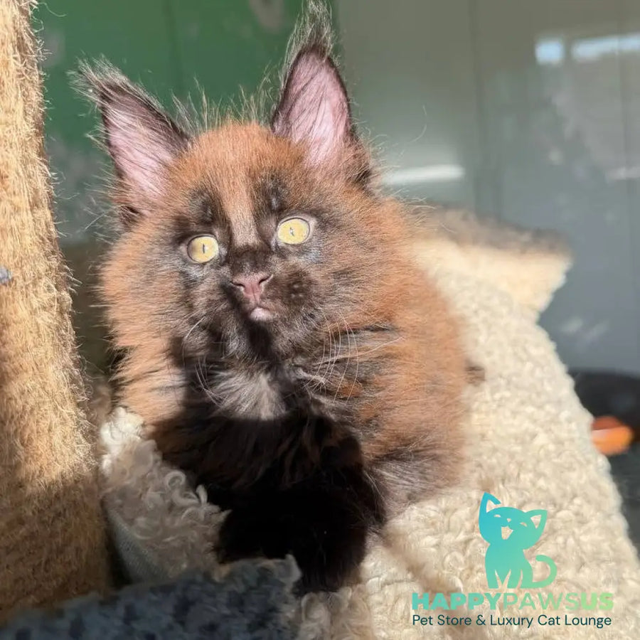 Arehie Maine Coon male black with white - live animals