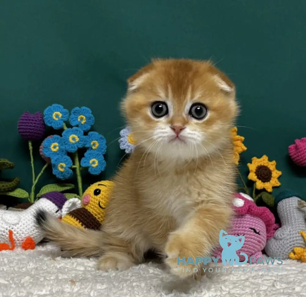 Ares Scottish Fold male black golden chinchilla live animals