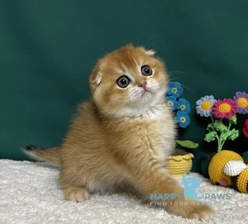 Ares Scottish Fold male black golden chinchilla live animals