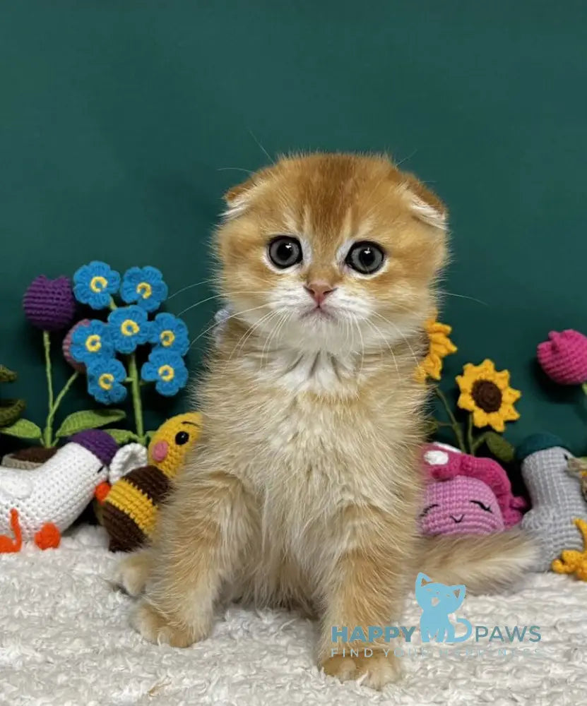 Ares Scottish Fold male black golden chinchilla live animals