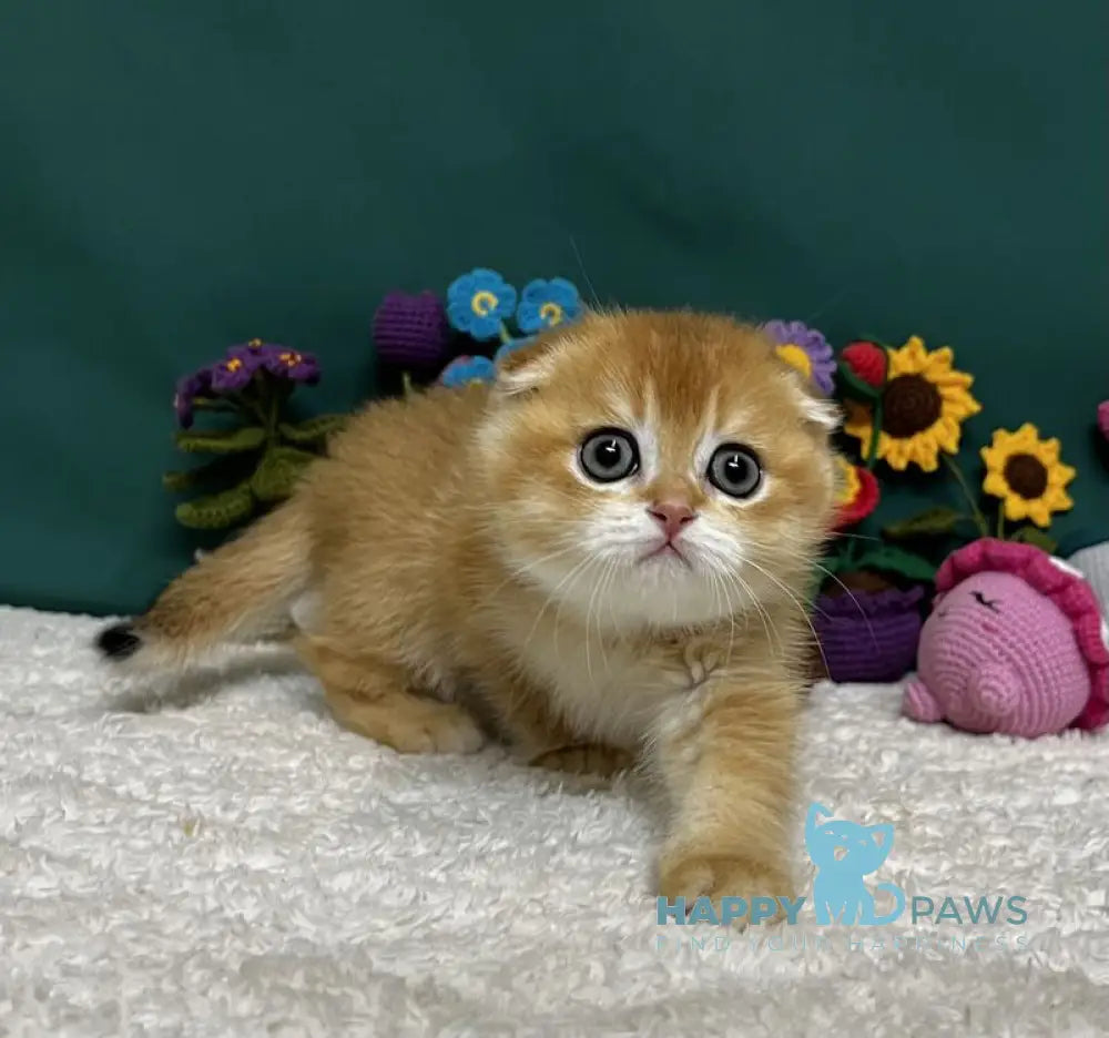 Ares Scottish Fold male black golden chinchilla live animals