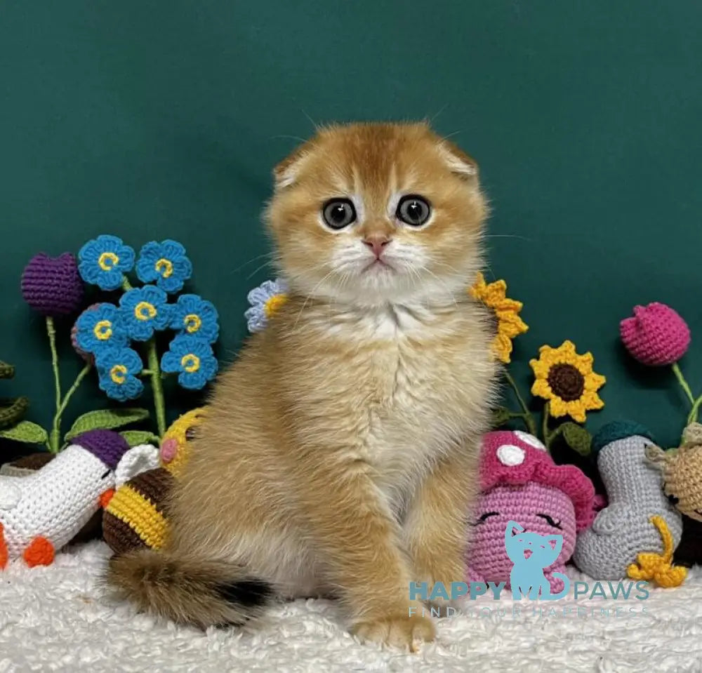 Ares Scottish Fold male black golden chinchilla live animals