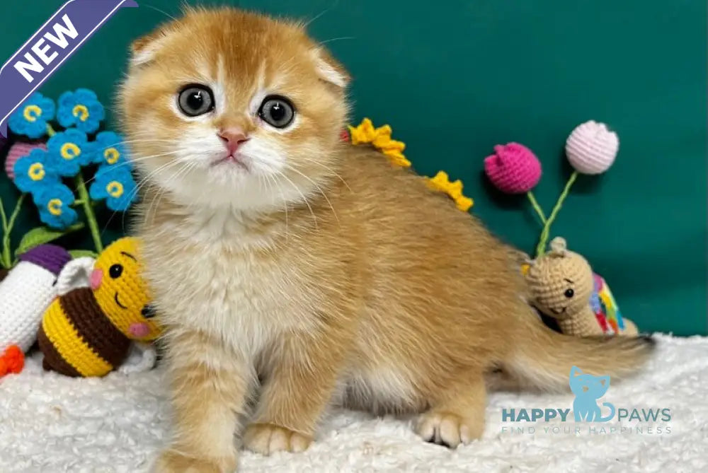 Ares Scottish Fold male black golden chinchilla live animals