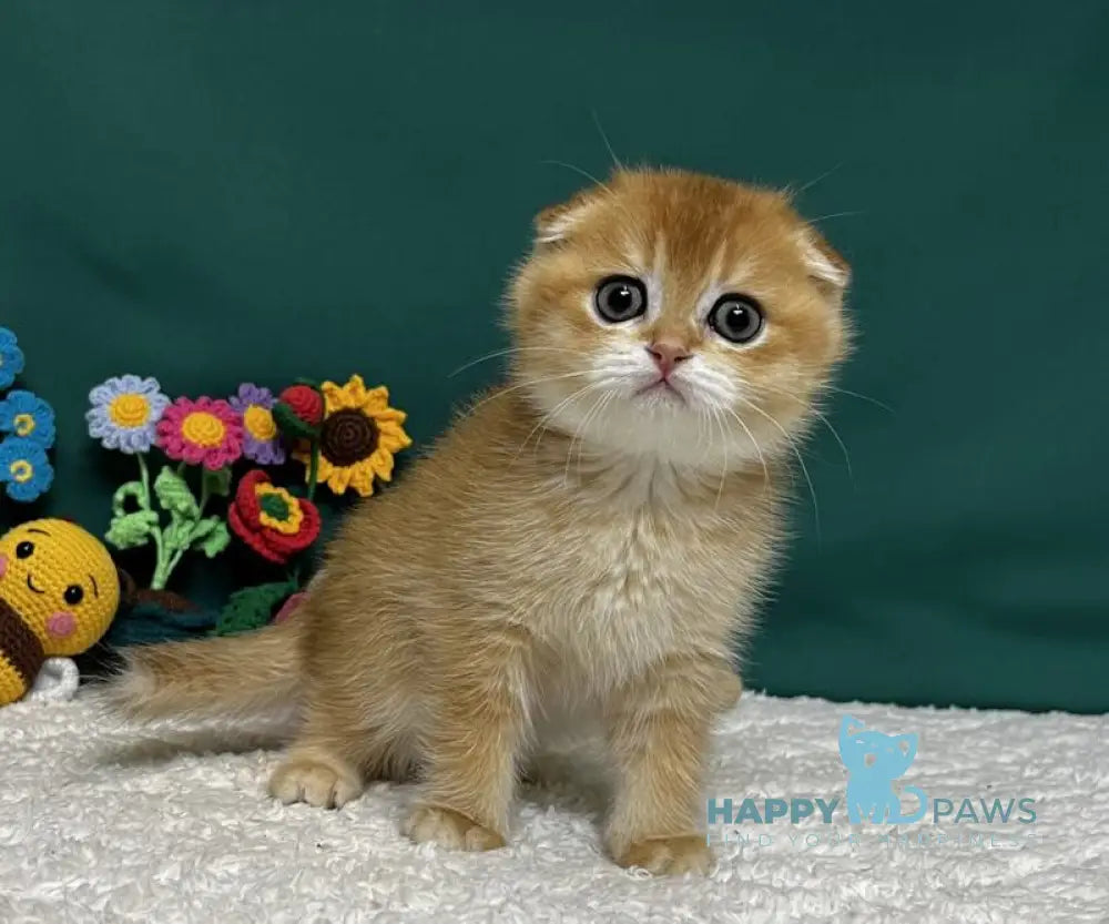 Ares Scottish Fold male black golden chinchilla live animals