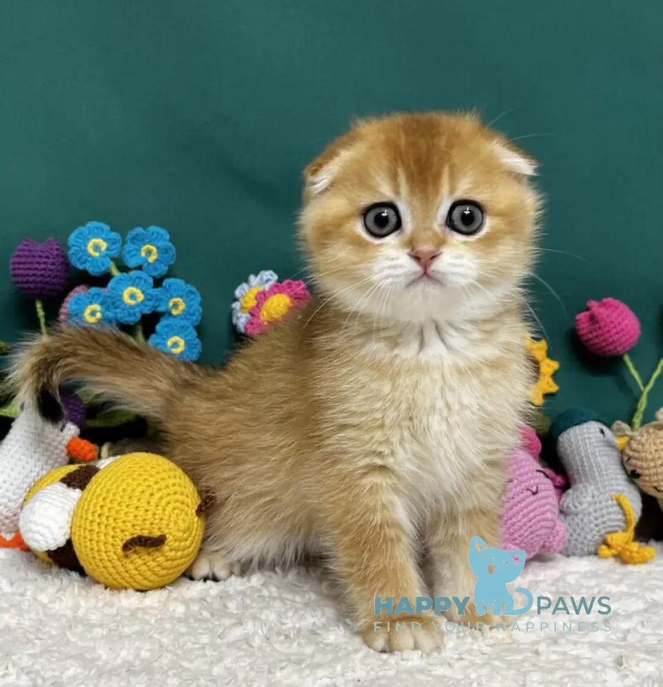 Ares Scottish Fold male black golden chinchilla live animals