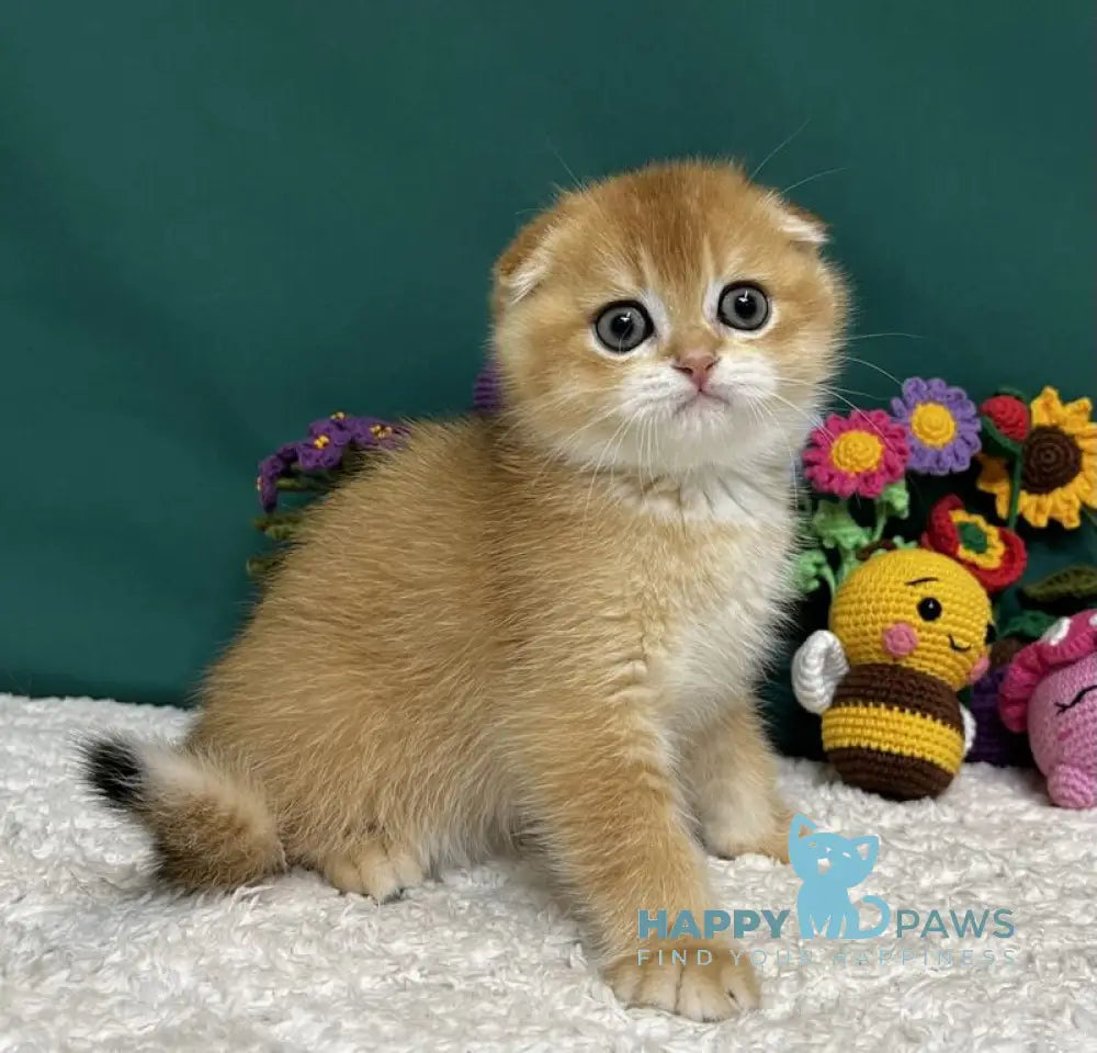 Ares Scottish Fold male black golden chinchilla live animals