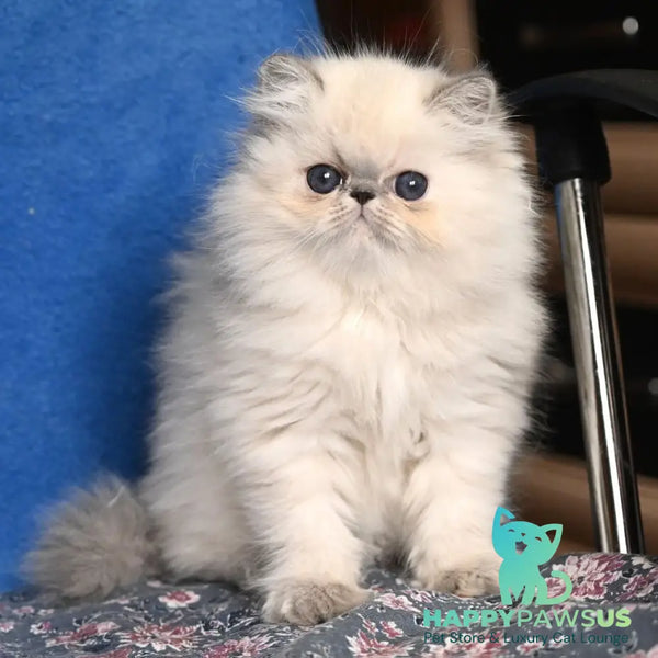 Areta Persian female blue tortie tabby pointed - live animals