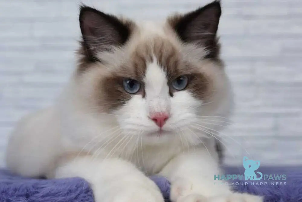 Argo Ragdoll male black bicolour live animals