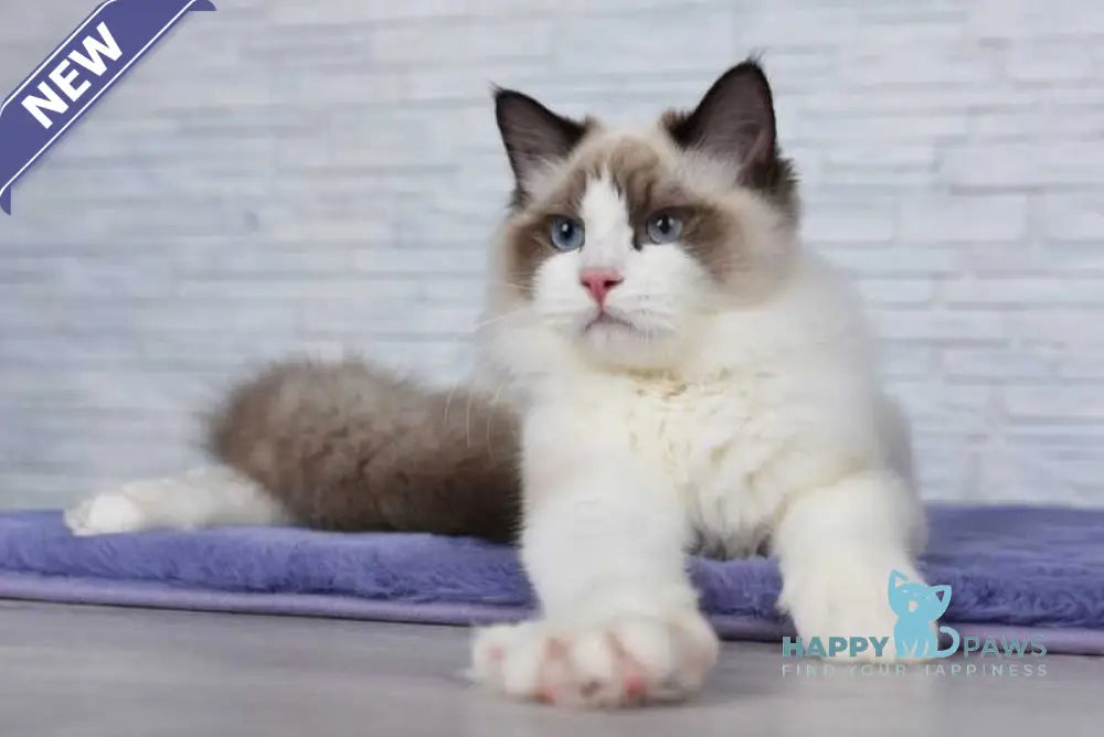 Argo Ragdoll male black bicolour live animals
