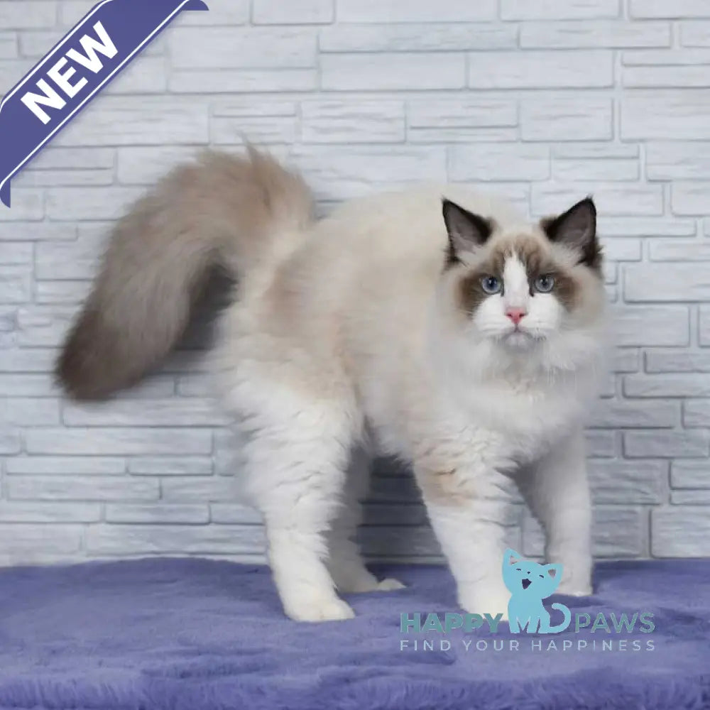 Argo Ragdoll male black bicolour live animals