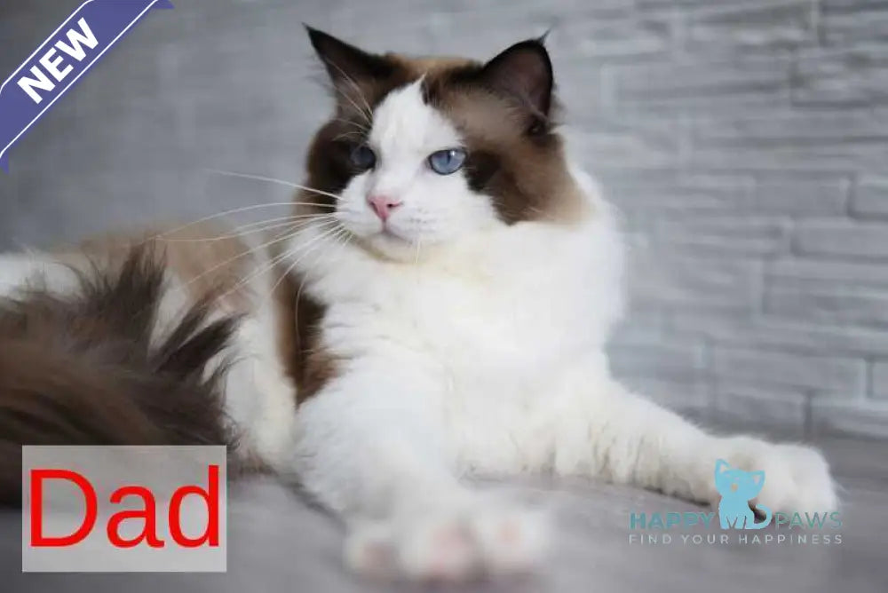 Argo Ragdoll male black bicolour live animals