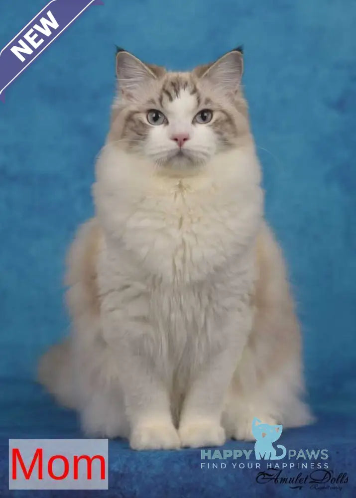 Argo Ragdoll male black bicolour live animals