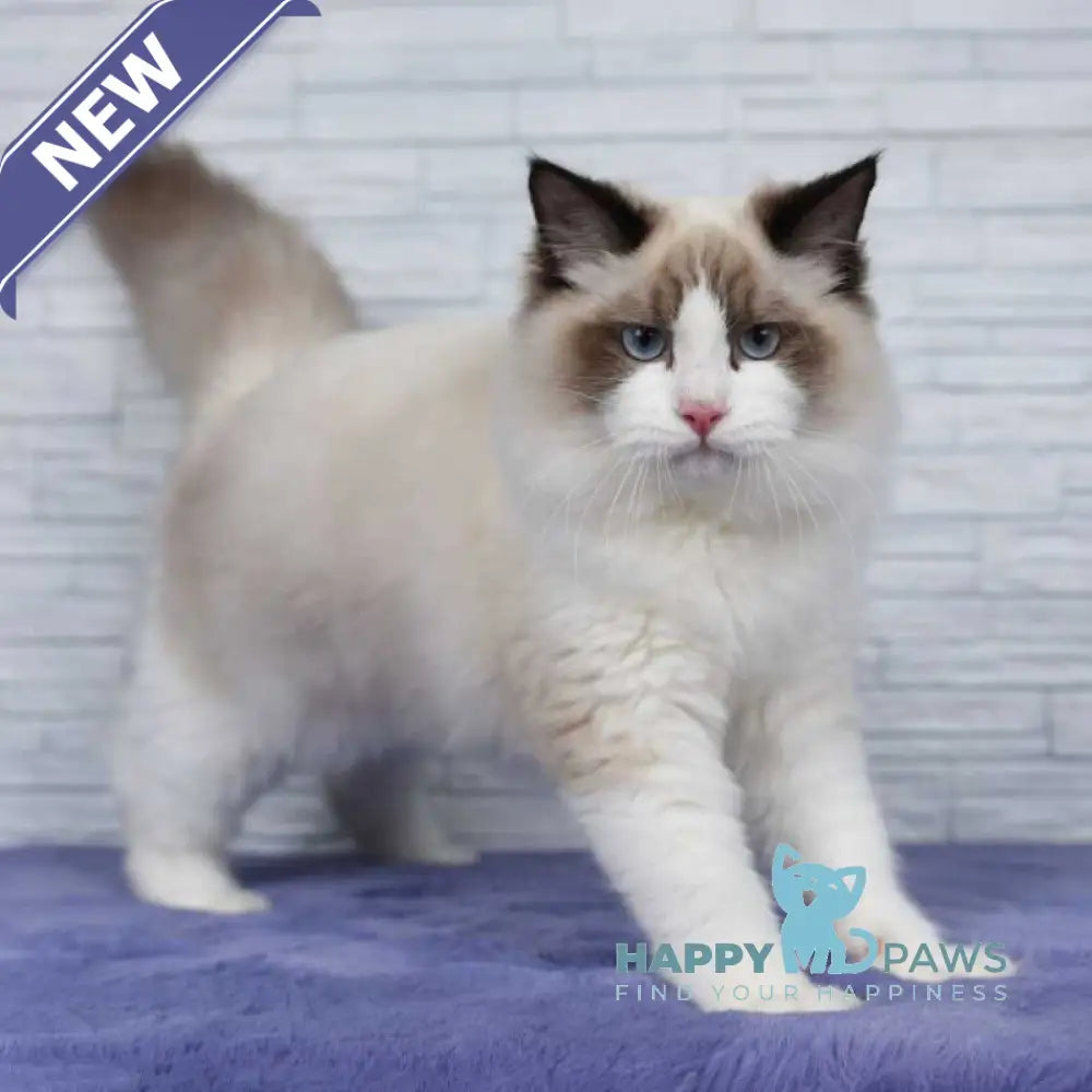 Argo Ragdoll male black bicolour live animals