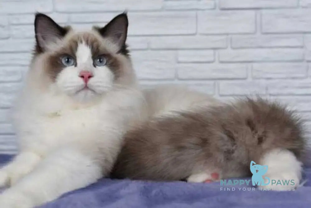 Argo Ragdoll male black bicolour live animals